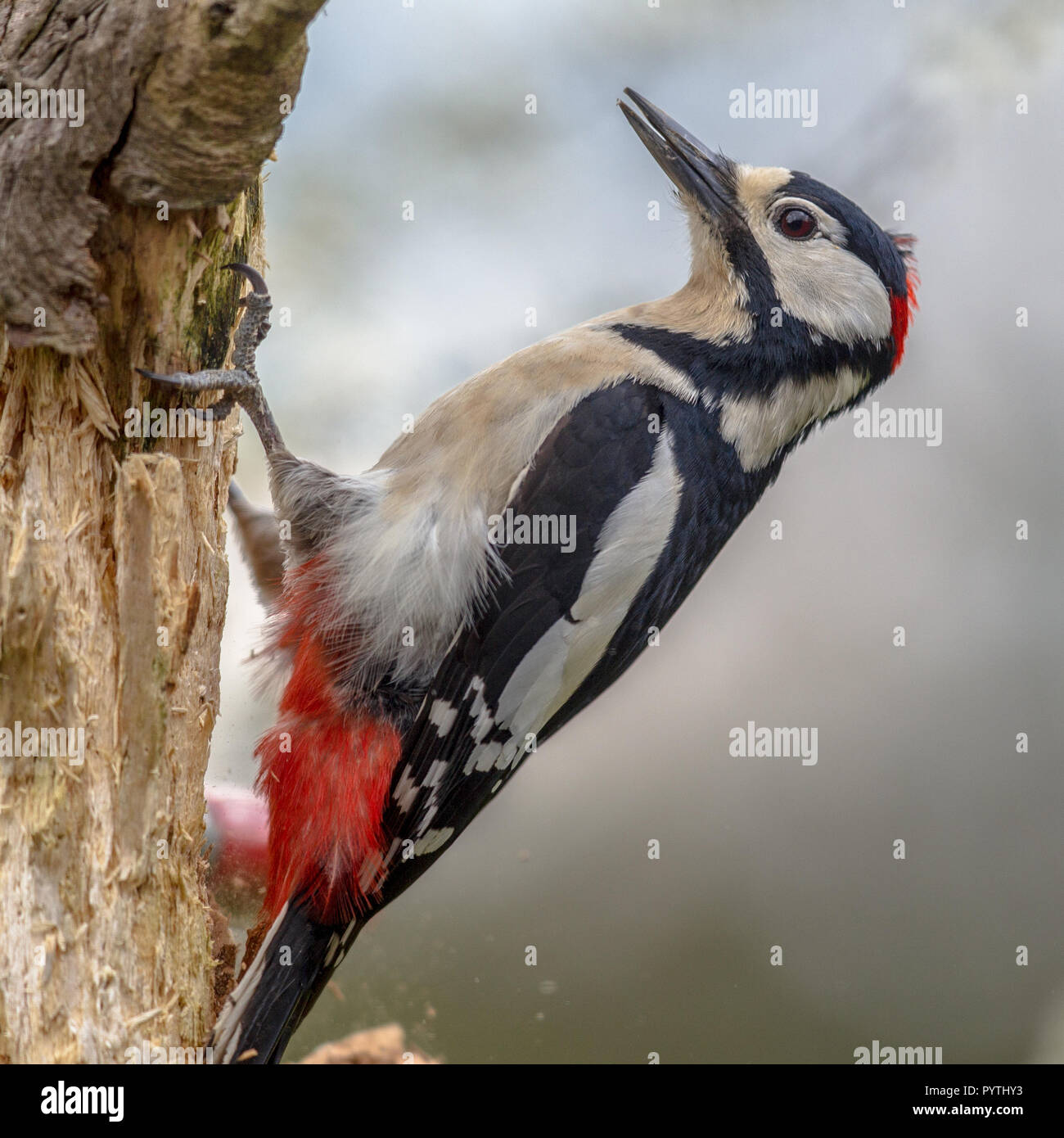 Great spotted woodpecker (Dendrocopos major) perched on a tree in vertical position. This black, white with red forest bird is distributed throughout  Stock Photo