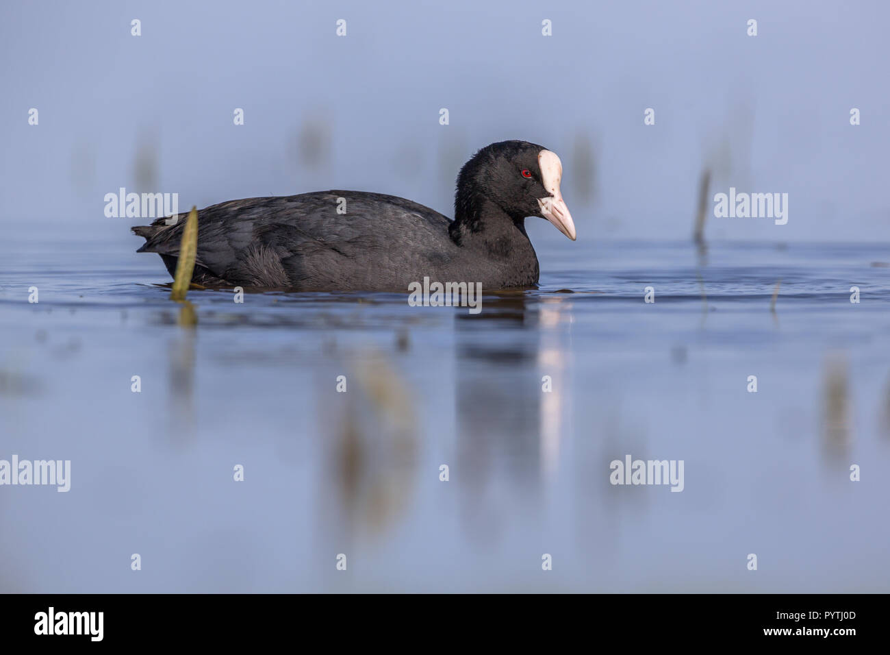 Eurasian coot (Fulica atra). Waterfowl swimming in blue water of a wetland pond. The coot breeds across much of the Old World on freshwater lakes and  Stock Photo