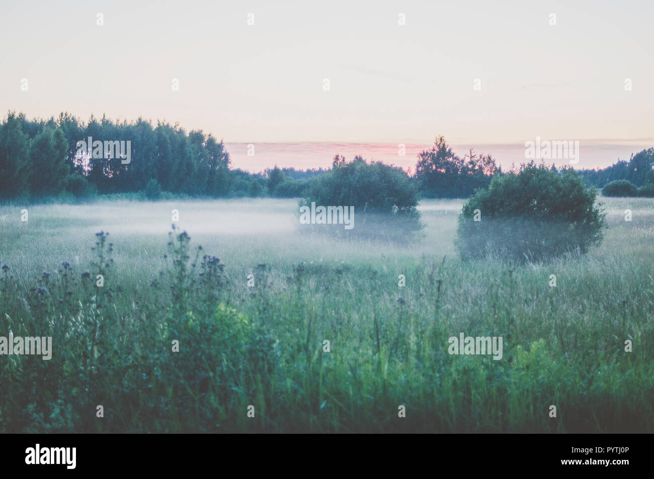 White fog lays over the grass field. Romantic summer evening scene. Stock Photo