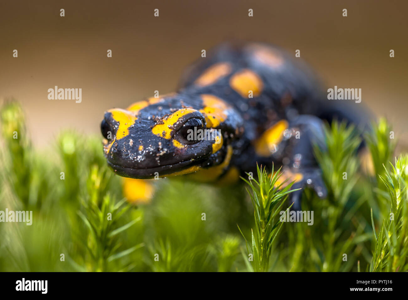 Salamandre High Resolution Stock Photography And Images Alamy