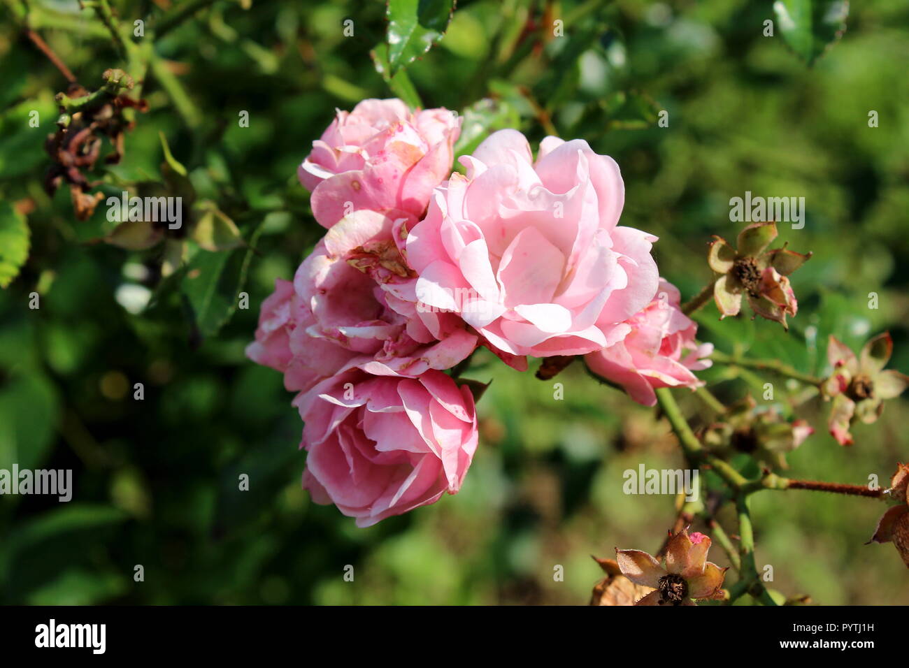 Open pink roses hi-res stock photography and images - Alamy