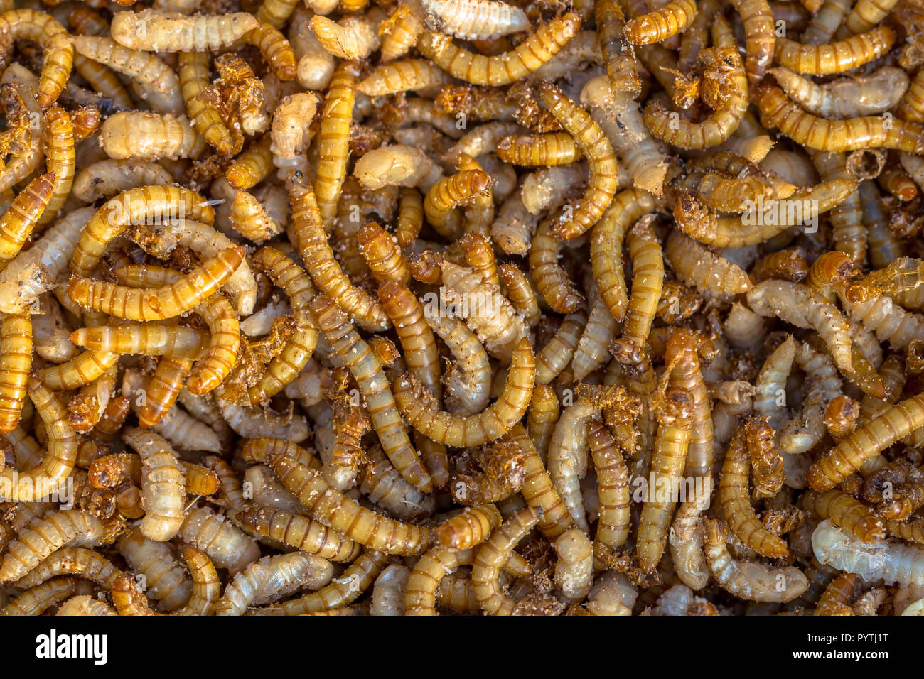 Living mealworm larvae background suitable as food Stock Photo