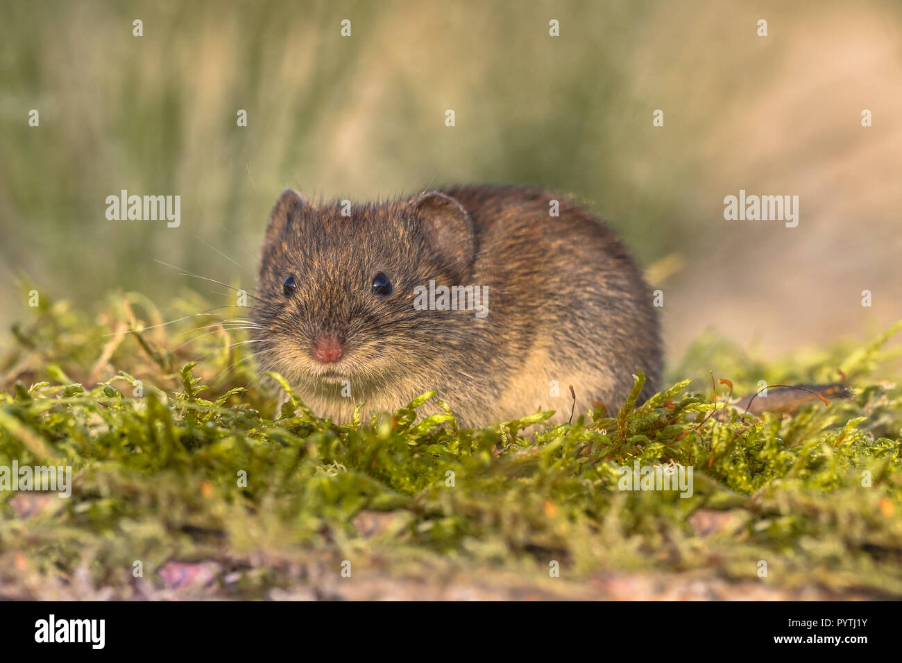 Wild Bank vole (Myodes glareolus; formerly Clethrionomys glareolus). Small vole with red-brown fur in natural environment Stock Photo