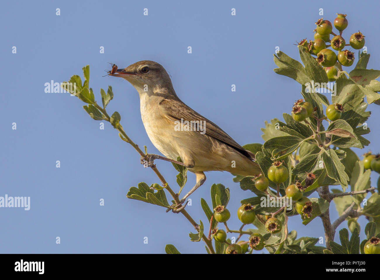 Olive-tree warbler (Hippolais olivetorum) with insect prey on migration on Cyprus island Stock Photo