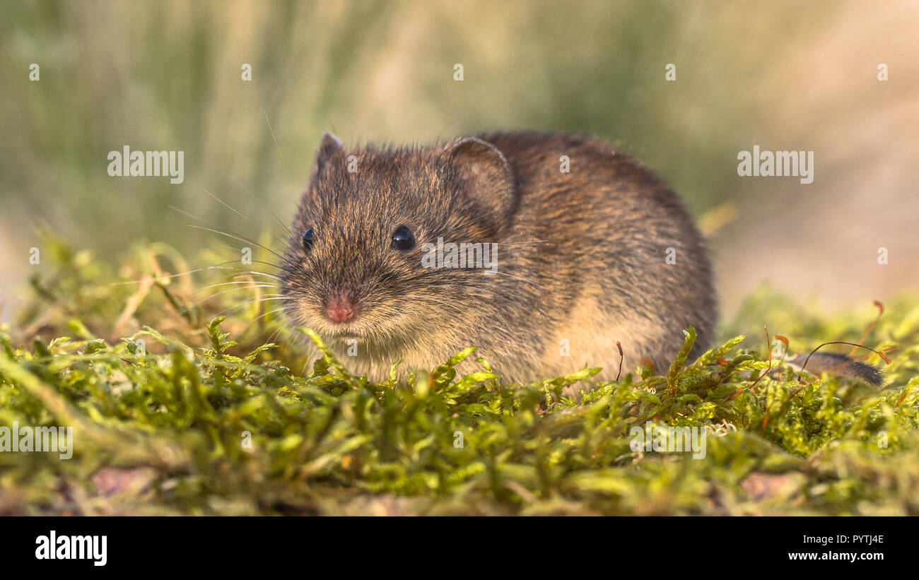 Bank vole (Myodes glareolus; formerly Clethrionomys glareolus). Small vole with red-brown fur in natural habitat Stock Photo