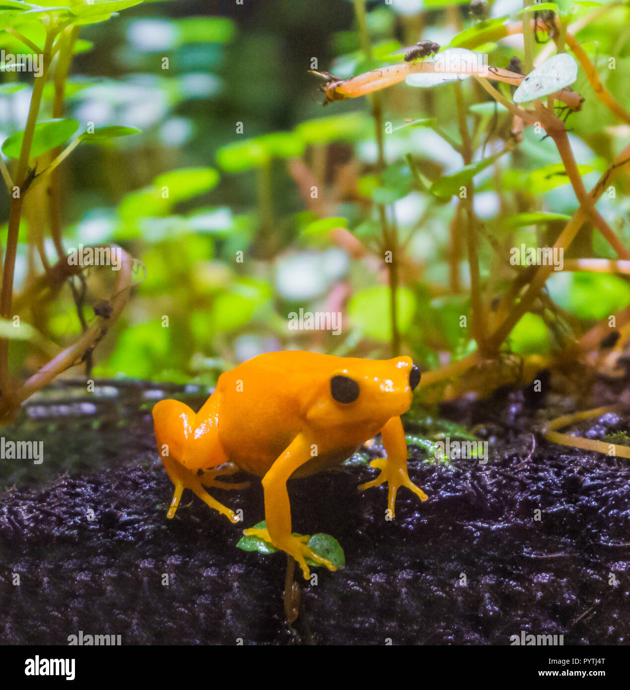 yellow poison dart frog a dangerous small poisonous frog from america