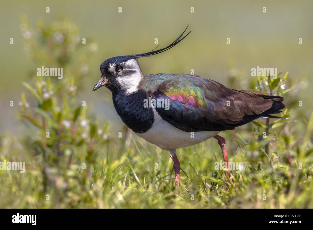 Northern lapwing (Vanellus vanellus) male walking majestically through