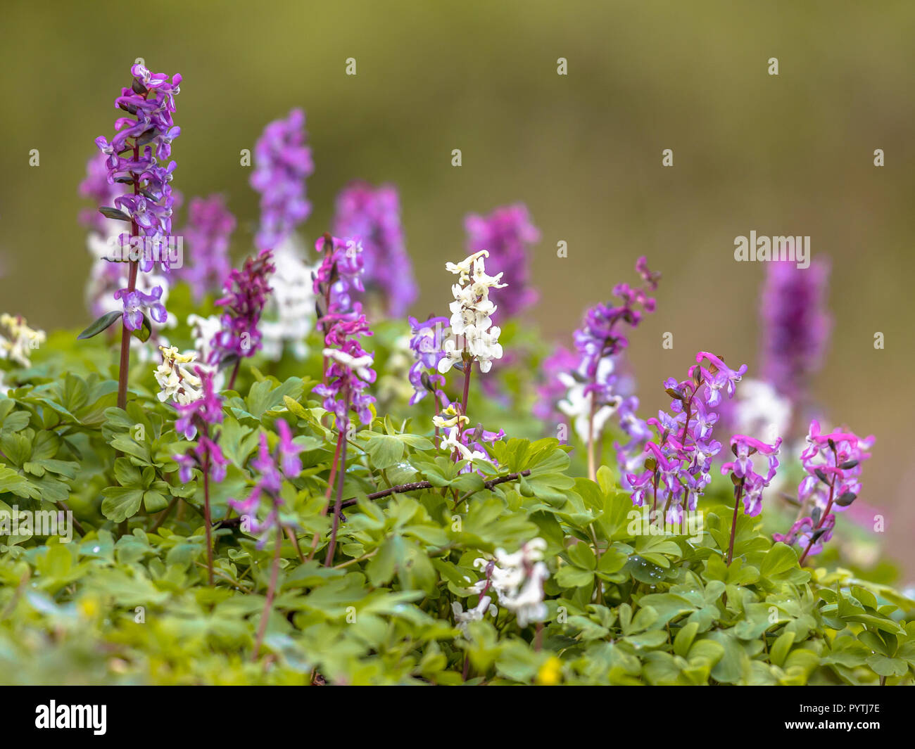 Blooming Hollow-root (Corydalis cava) on the forest floor in a park during spring Stock Photo