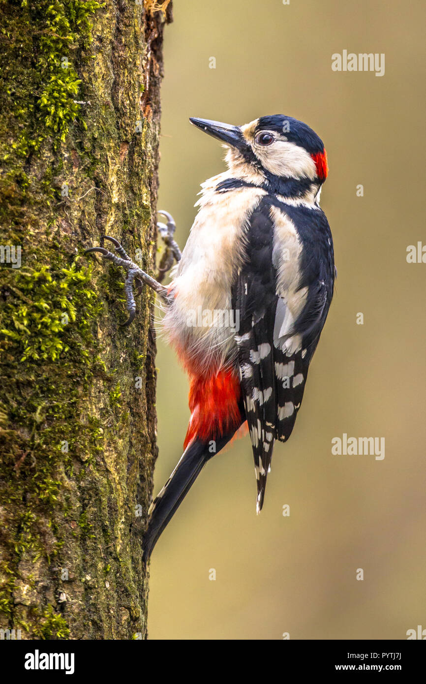 Great spotted woodpecker (Dendrocopos major) vertically perched on a tree in typical position. This black, white with red forest bird is distributed t Stock Photo