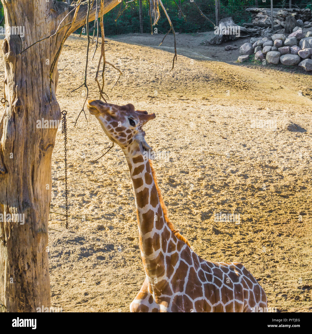 giraffe reaching with his long neck and eating from a tree branch african savanna animal portrait Stock Photo