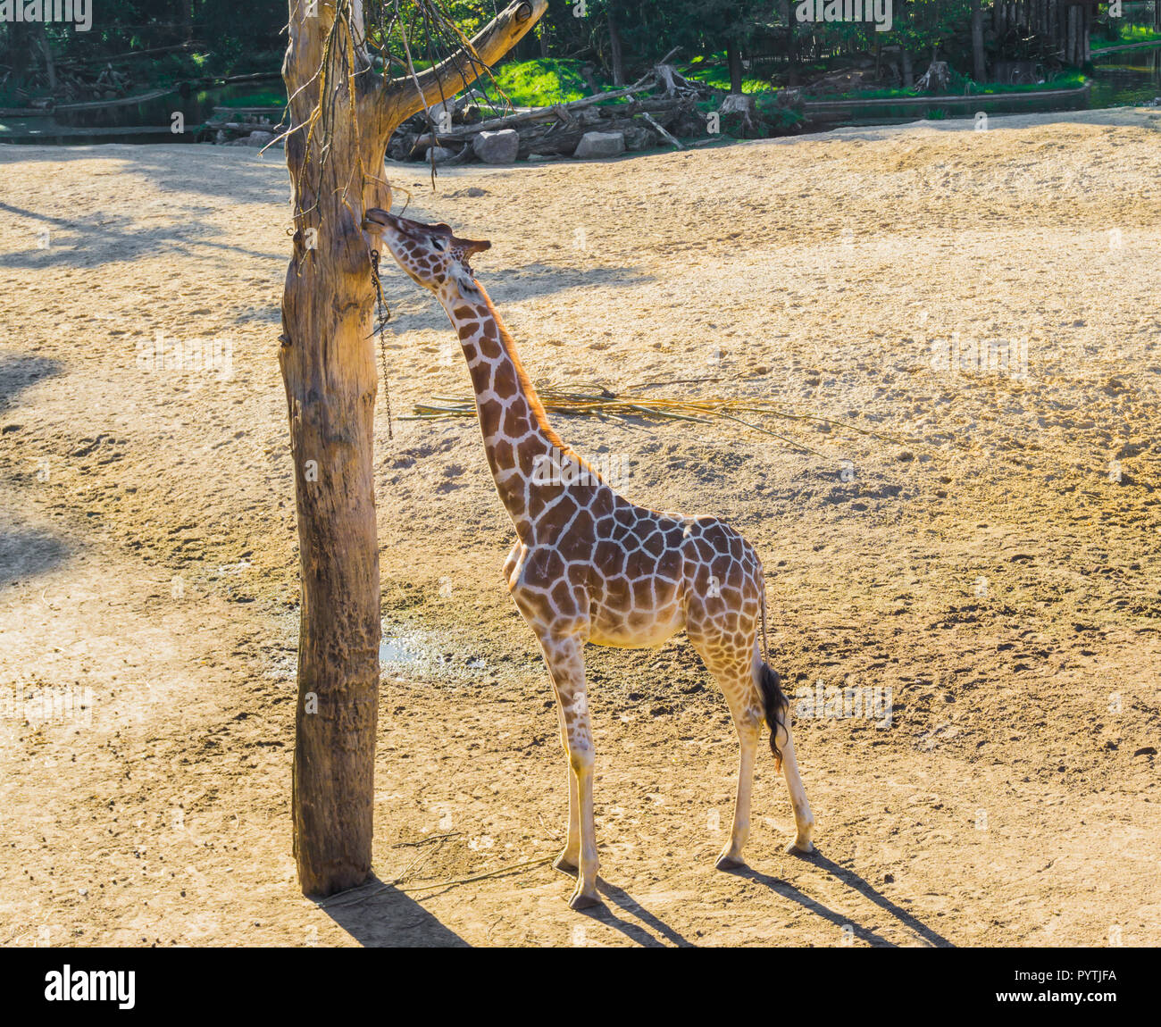 savanna animal portrait of a giraffe reaching and eating from a branch in a tree Stock Photo