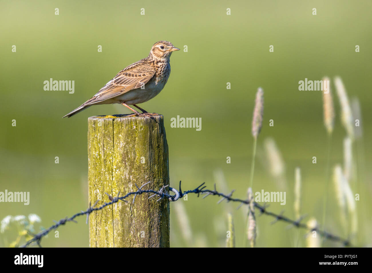 Eurasian skylark (Alauda arvensis) perched on a post in agricultural landscape. This small passerine bird species is a wide-spread species found acros Stock Photo