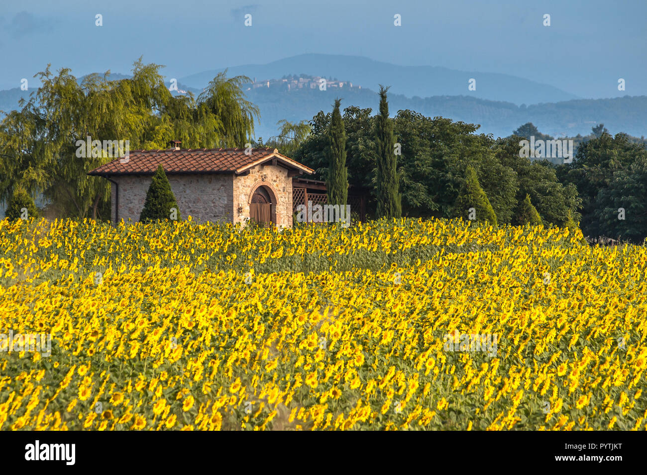 House in Field of Sunflowers in Tuscany Landscape, Italy Stock Photo ...