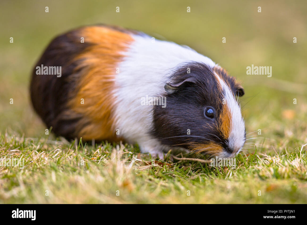 Guinea Pig eating grass of ecological backyard Stock Photo Alamy