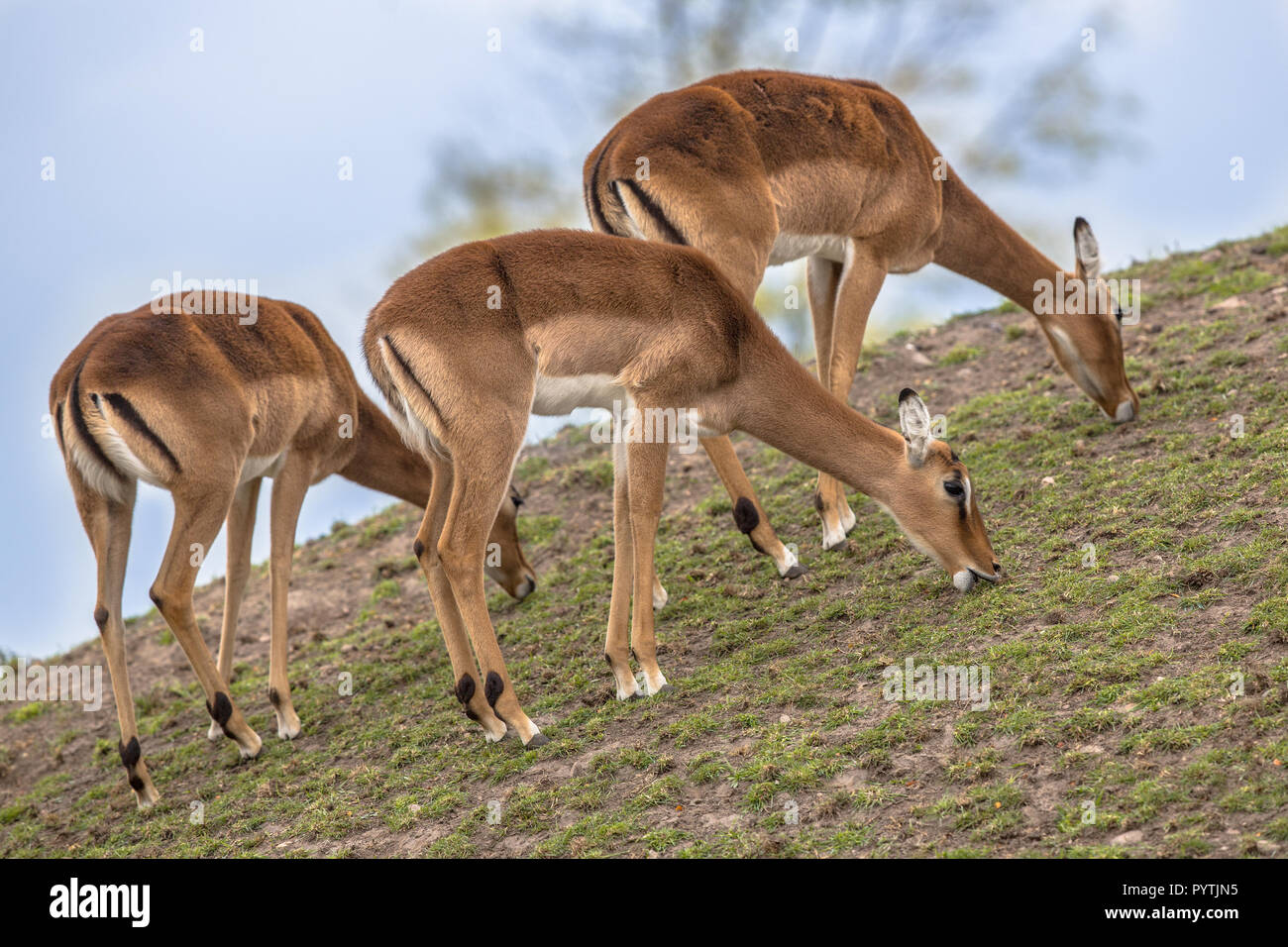 Grazing Impala (Aepyceros melampus) is a medium-sized antelope found in eastern and southern Africa Stock Photo