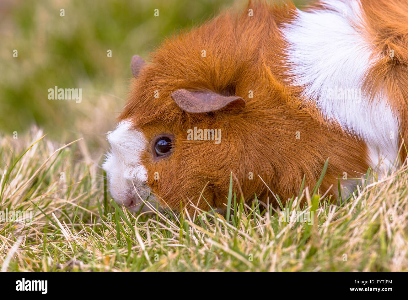 Guinea Pig eating grass in ecological backyard Stock Photo Alamy