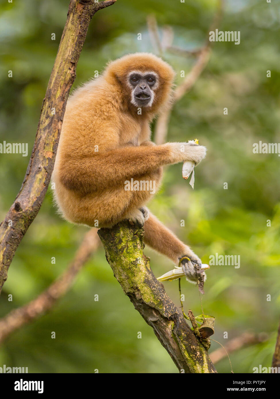 Lar gibbon (Hylobates lar), also known as the white-handed gibbon eating banana on branch in rainforest jungle Stock Photo