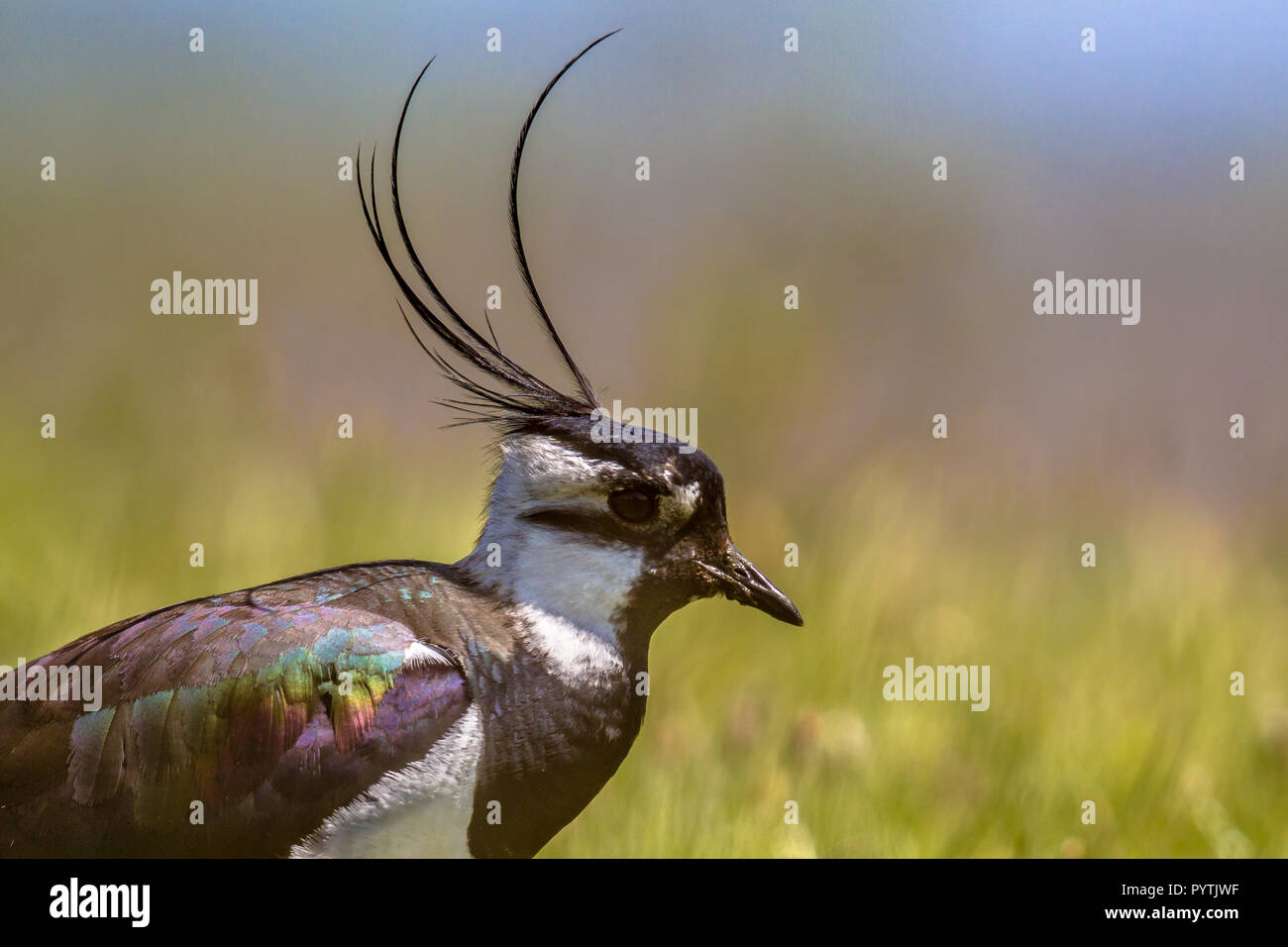 Sideview portrait of Northern lapwing (Vanellus vanellus) bird in