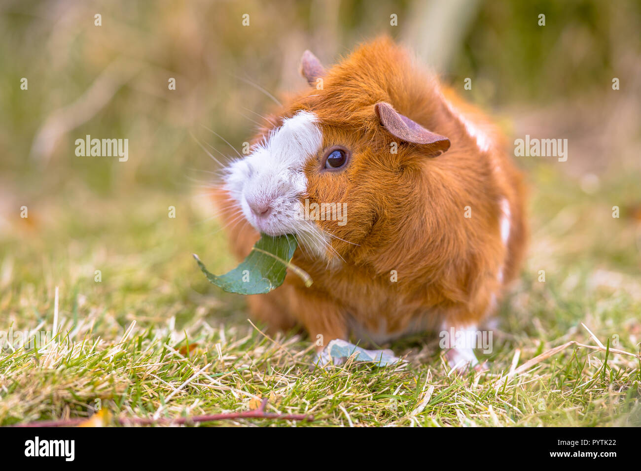 Guinea Pig eating leaf in grass of backyard Stock Photo Alamy