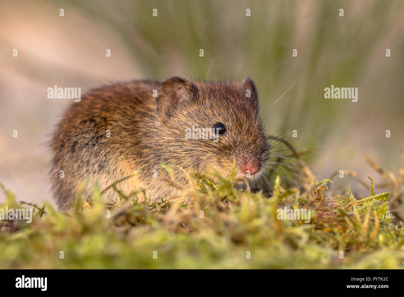 Bank vole (Myodes glareolus; formerly Clethrionomys glareolus). Small vole with red-brown fur in natural vegetation Stock Photo
