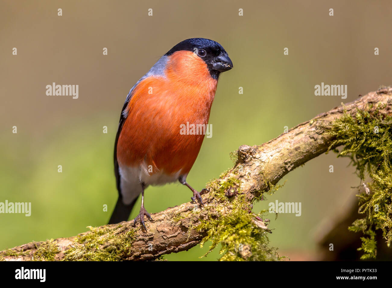Breeding Across Temperate Europe High Resolution Stock Photography And breeding-across-temperate-europe-high-resolution-stock-photography-and