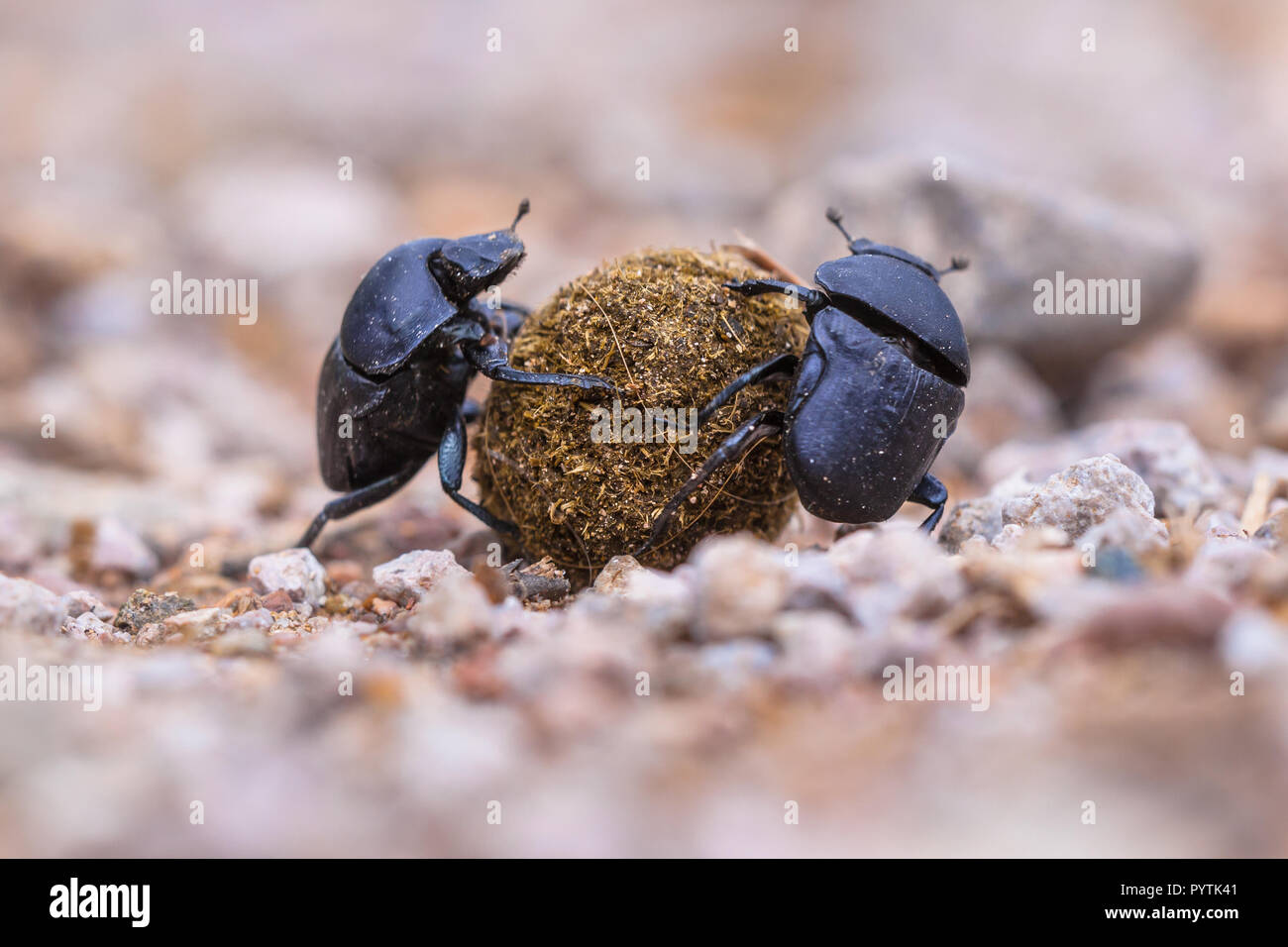 Two dung beetles drudging to roll a ball through gravel Stock Photo