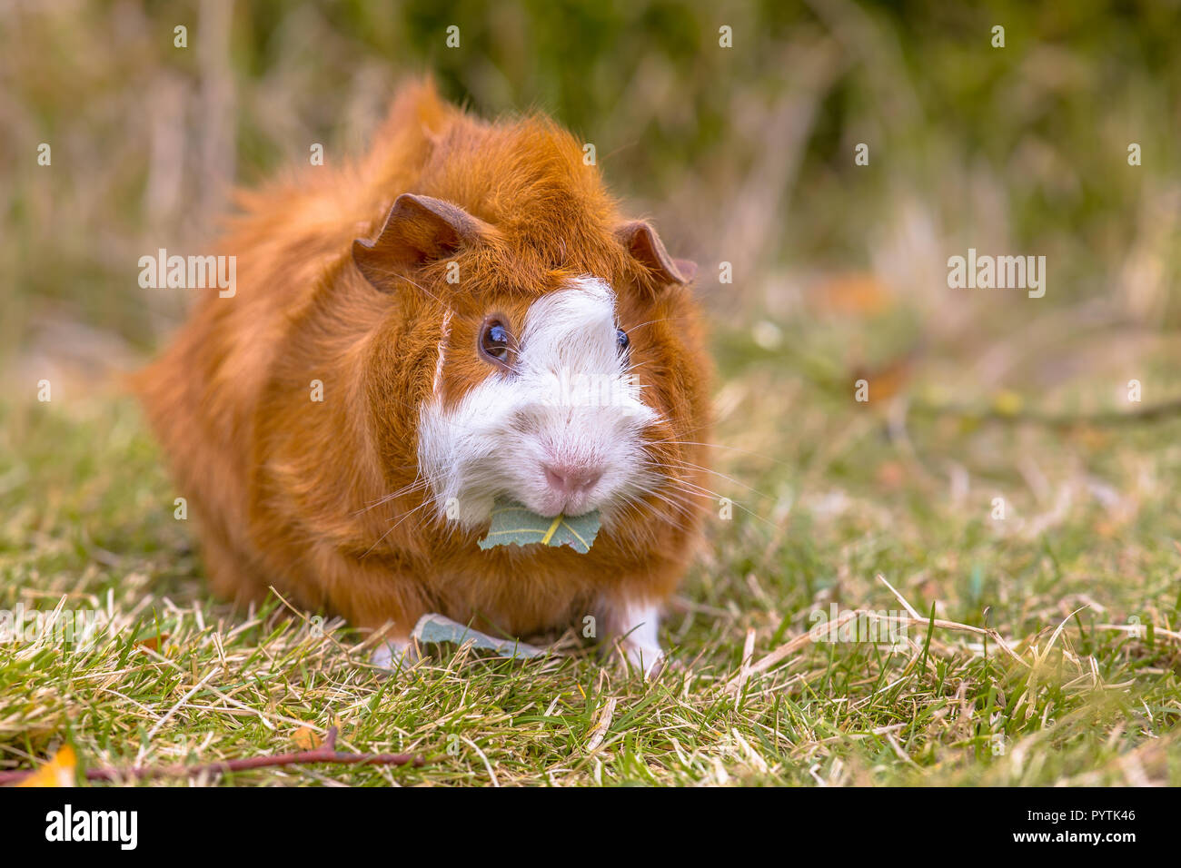 Guinea Pig eating leaf in green grass of backyard Stock Photo Alamy