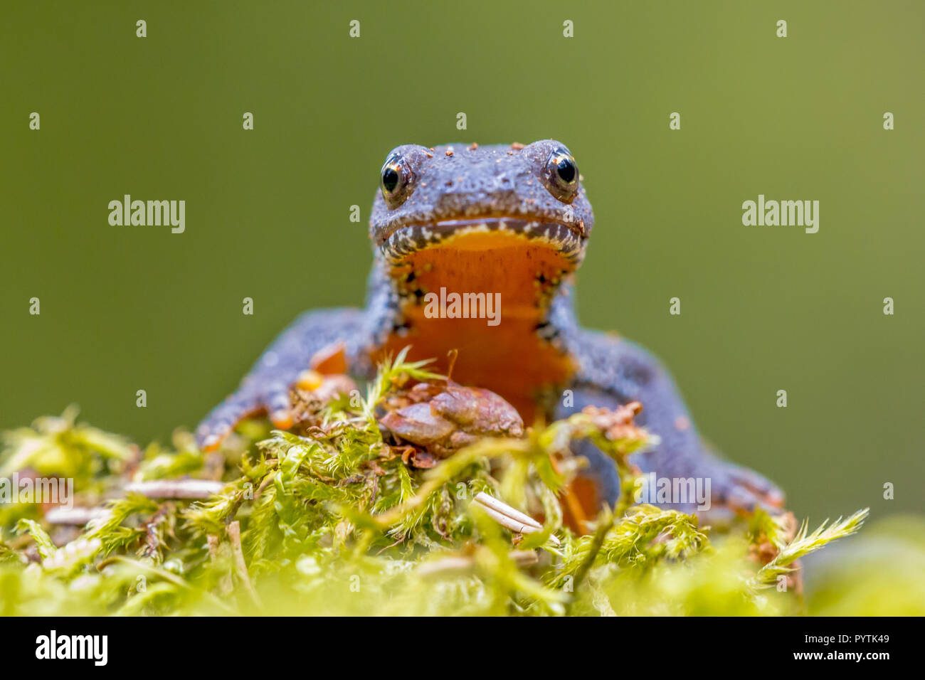 Frontal portrait of alpine newt (Ichthyosaura alpestris) looking straight in the camera with green background Stock Photo