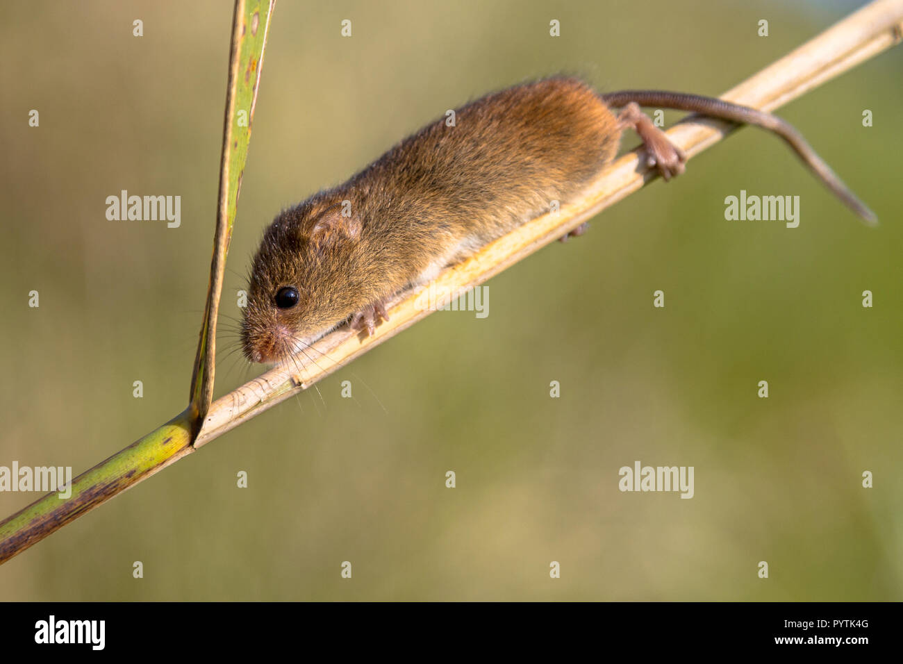 Little native mouse hi-res stock photography and images - Alamy