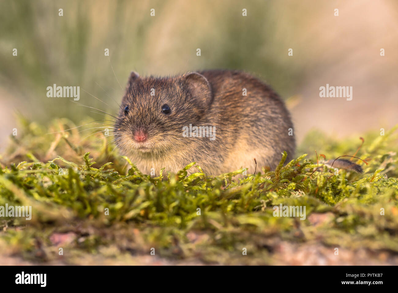 Bank vole (Myodes glareolus; formerly Clethrionomys glareolus). Small vole with red-brown fur looking in natural environment Stock Photo