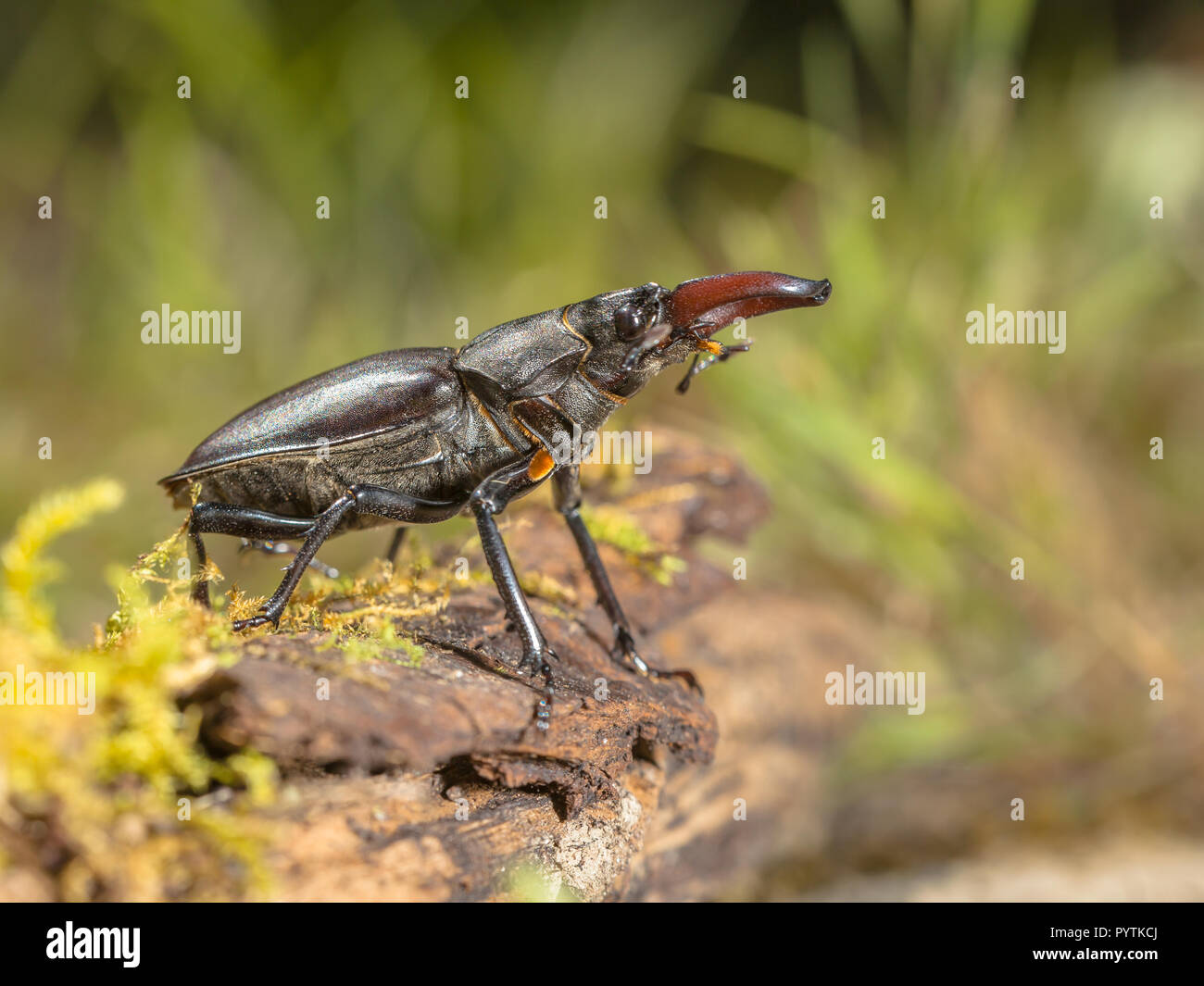 Lucanus cervus is the best-known species of stag beetle in the West ...