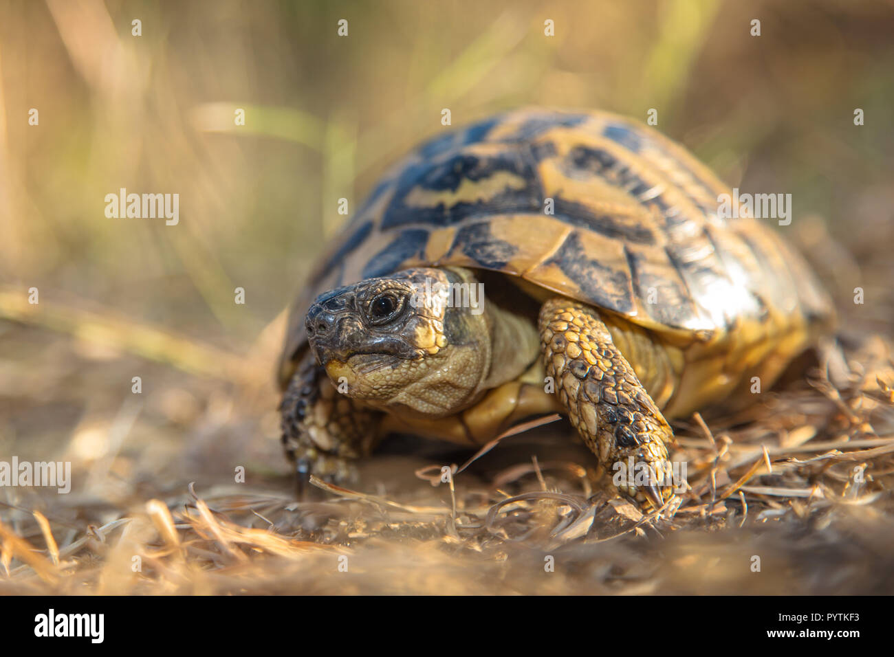 Hermann's tortoise (Testudo hermanni) is one of five tortoise species ...