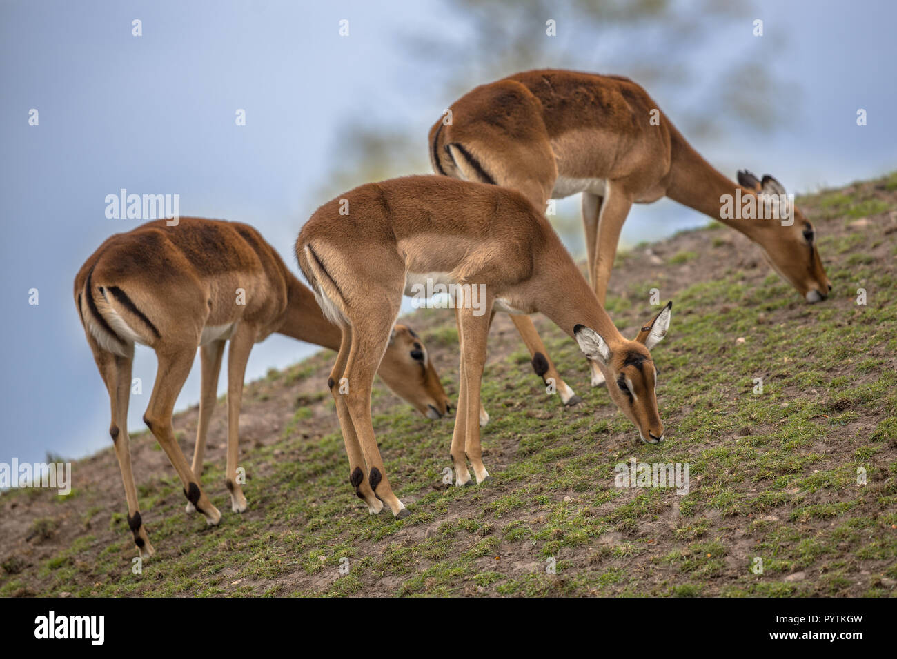 Impala (Aepyceros melampus) is a medium-sized antelope found in eastern and southern Africa Stock Photo