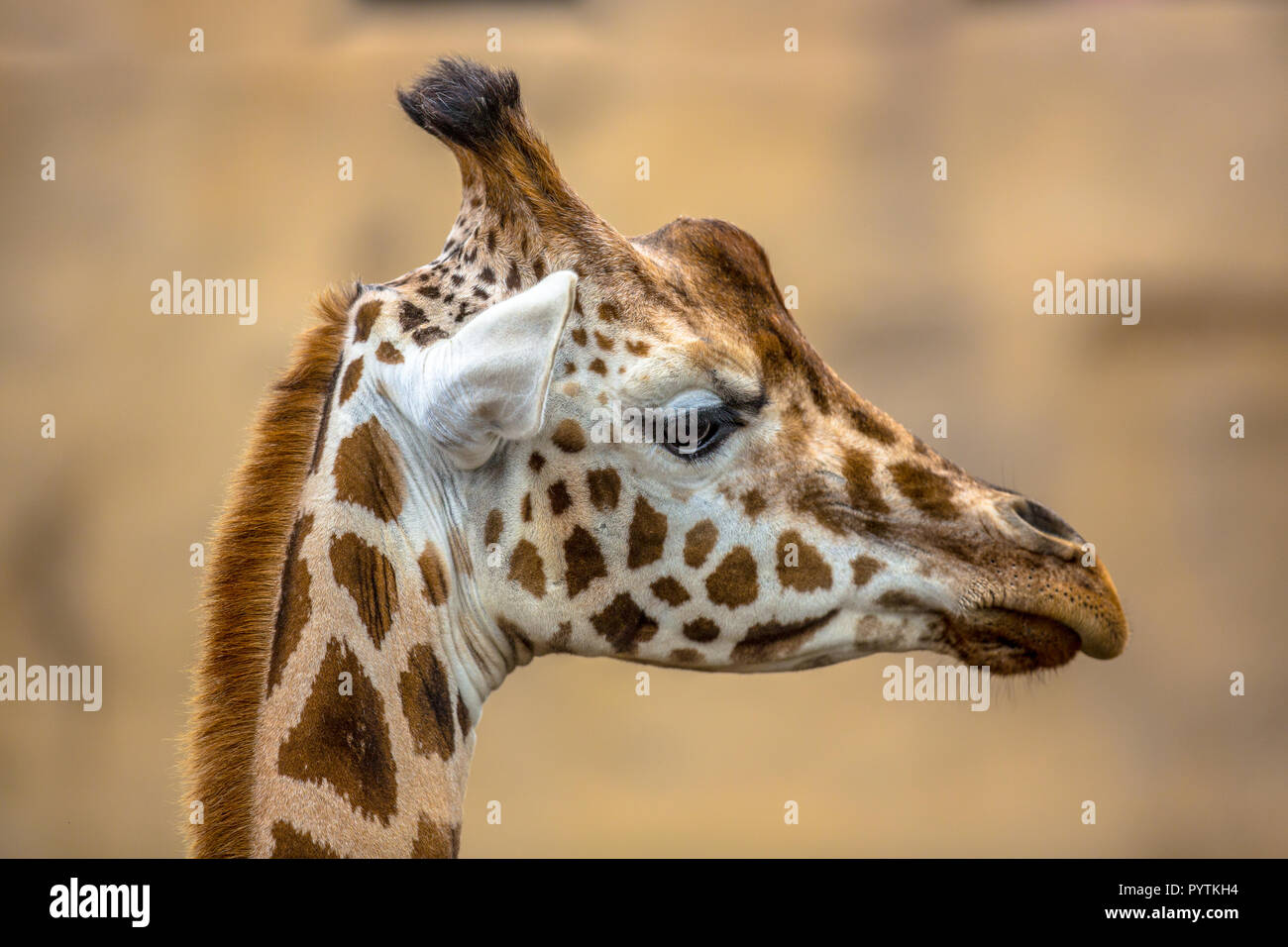 Head profile of southern giraffe (Giraffa giraffa). This  is a species of mammal native to Southern Africa. Stock Photo