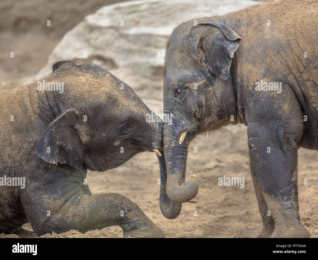Two young Indian elephants (Elephas maximus indicus) romping in sand Stock Photo