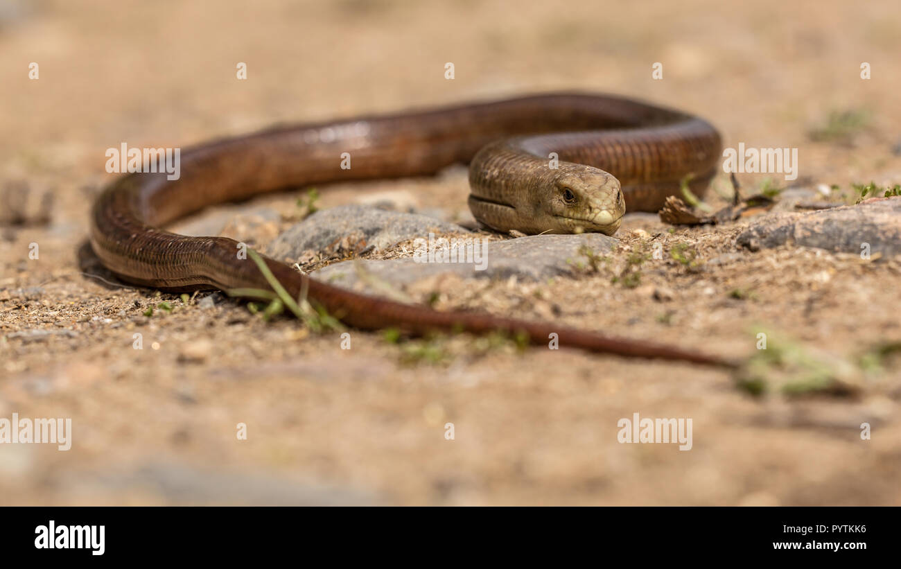 The large reptile sheltopusik,  scheltopusik, or European legless lizard (Pseudopus apodus) is a large glass lizard found from southern Europe to Cent Stock Photo