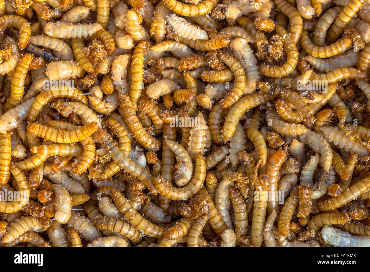 Living mealworm larvae background suitable as food Stock Photo