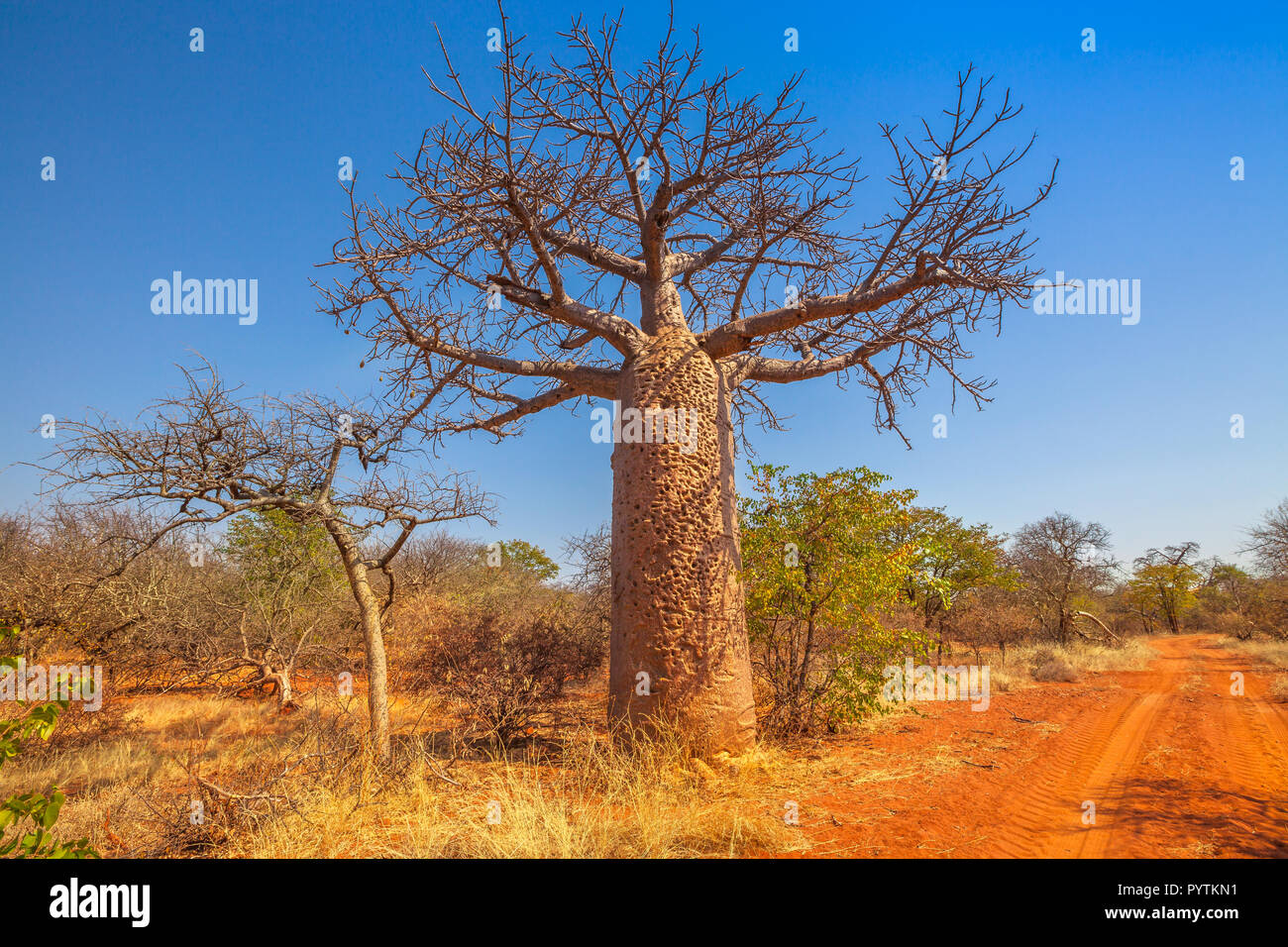 Baobab tree also known as monkey bread trees, tabaldi or bottle trees, in Musina Nature Reserve, one of the largest collections of baobabs in South Africa. Limpopo Game and Nature Reserves. Stock Photo