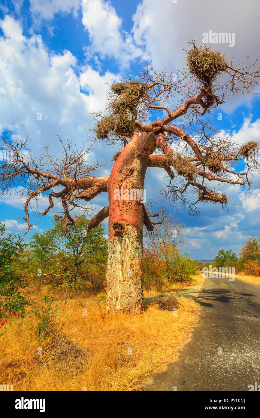 Game drive safari in Baobab tree forest also known as monkey bread trees, tabaldi or bottle trees in Musina Nature Reserve, South Africa. African savannah landscape. Vertical shot. Travel destination. Stock Photo