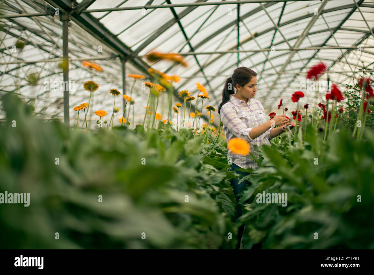 Teenage girl working in a greenhouse Stock Photo - Alamy