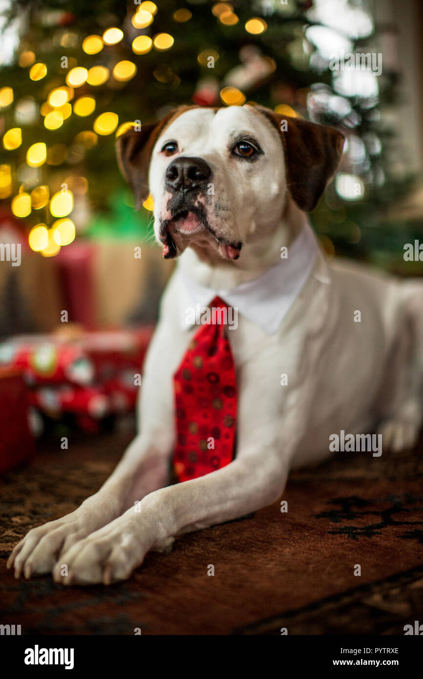 Dog wearing a Christmas tie on Christmas morning. Stock Photo