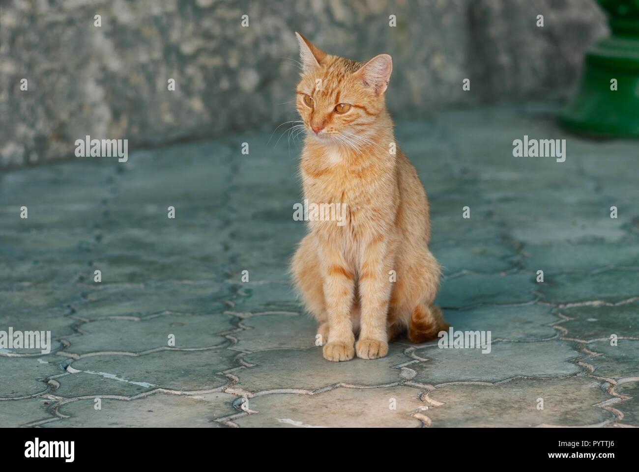 Stray red-haired cat sitting lonely on a pavement Stock Photo