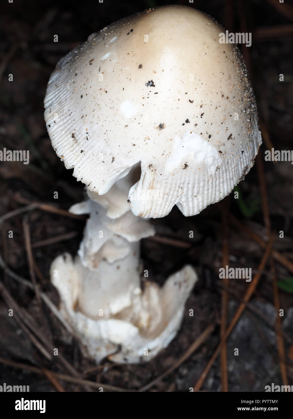 White Amanita mushroom growing in a forest in Texas, USA Stock Photo