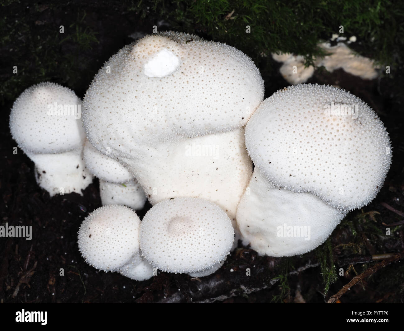 Young common puffball mushrooms (Lycoperdon perlatum) growing in a forest; Washington state, USA Stock Photo