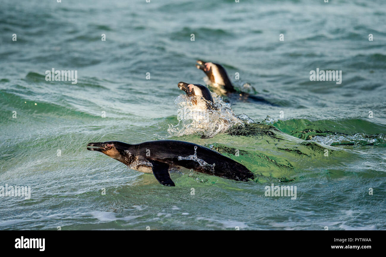 Swimming african penguins. The African penguin Scientific name
