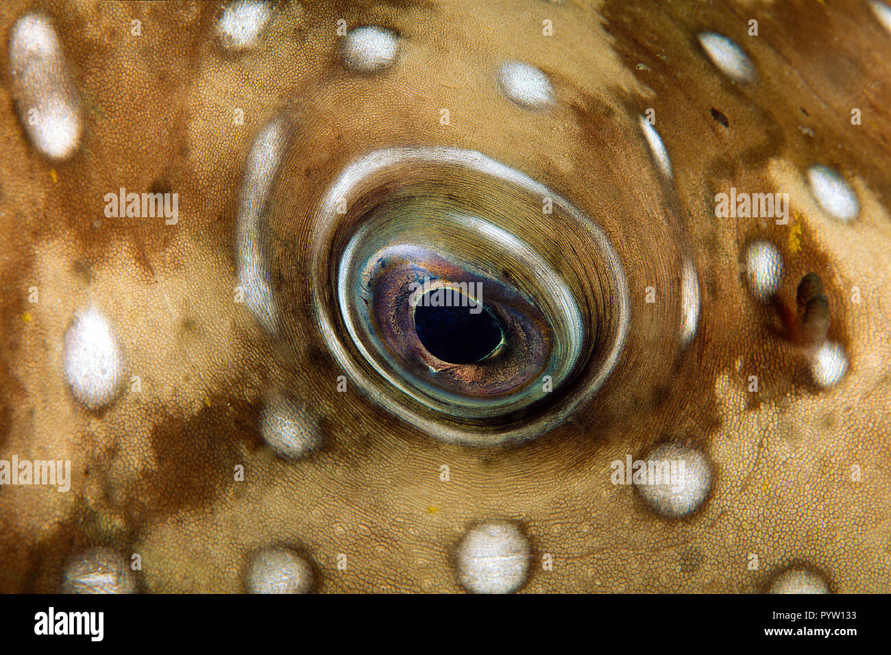Eye detail of a Whitespotted puffer or Ringed puffer (Arothron hispidus), Bali island, Indonesia Stock Photo