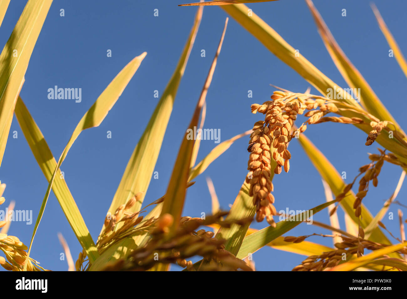 Japanese rice field hires stock photography and images Alamy