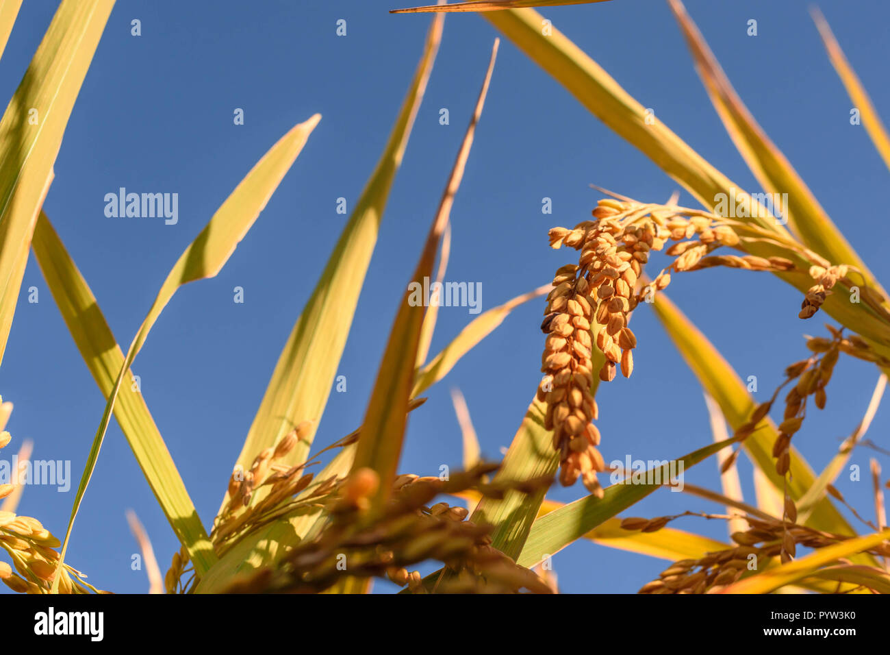 Close up golden Japanese ripe rice and golden leave with blue sky on a sunny day. Stock Photo