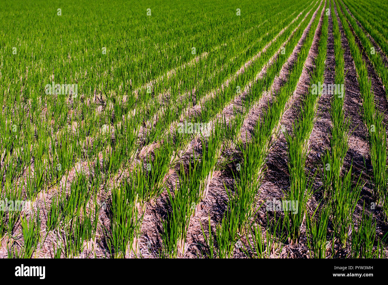 Newly planted rice straight line wide angle shot. Rice field. Stock Photo