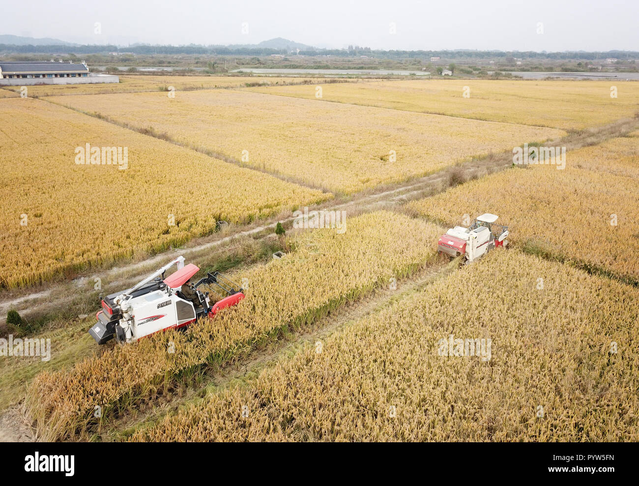Huzhou. 30th Oct, 2018. Aerial photo taken on Oct. 30, 2018 shows harvesters reaping rice in a field at Qianshanxia Village in Wuxing District of Huzhou City, east China's Zhejiang Province. Since 2016, the cooperative has explored to develop recycling agriculture by organically incorporating rice planting with sheep breeding. Credit: Weng Xinyang/Xinhua/Alamy Live News Stock Photo